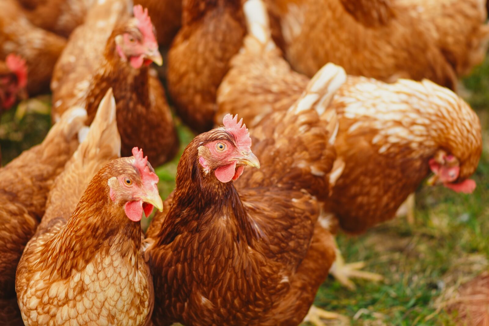 Nikon D7200 sample photo. Chickens, poultry, free running photography