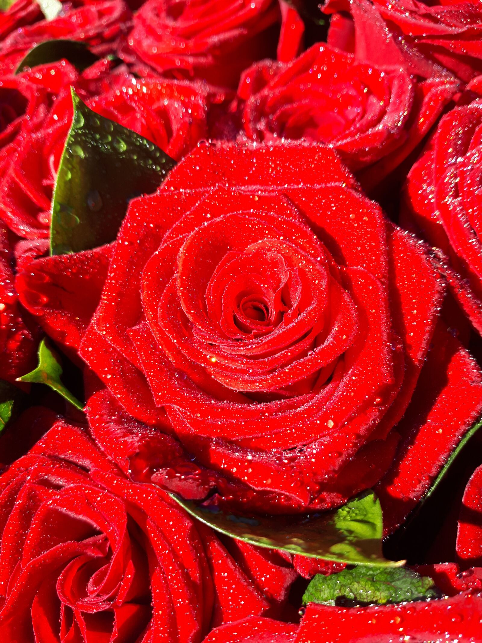Samsung Galaxy A5(2017) sample photo. Rose, red, bouquet photography