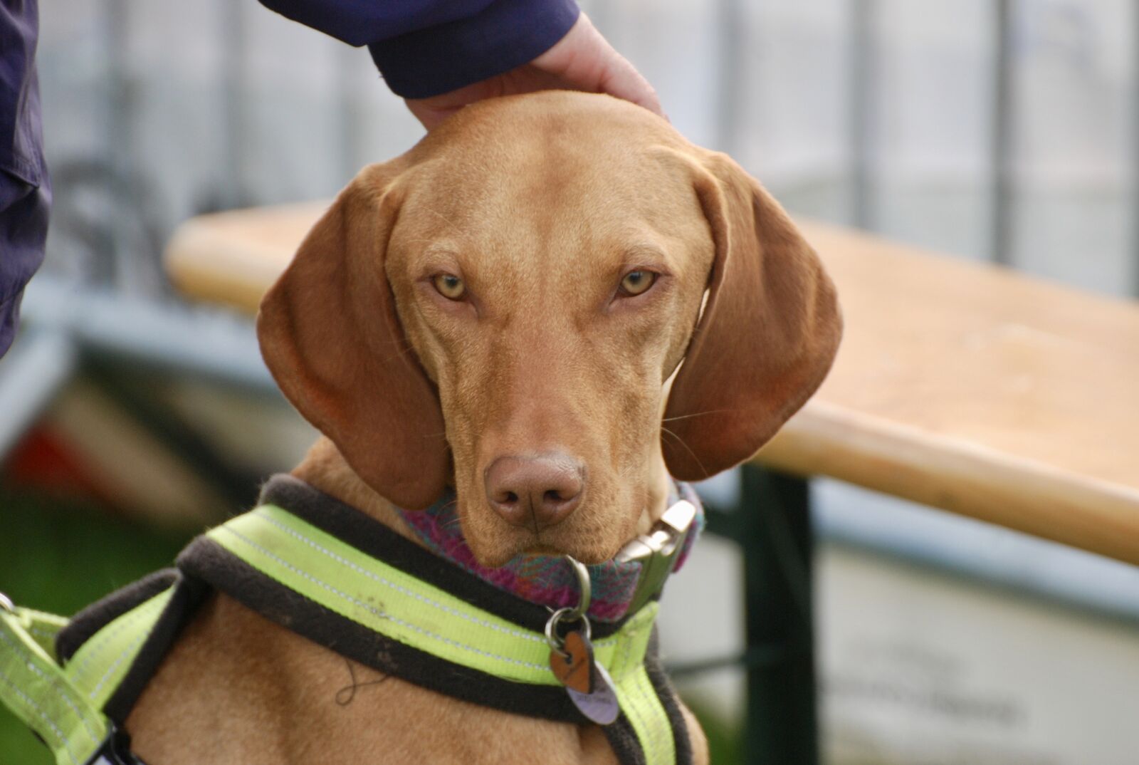 Nikon D80 sample photo. Dog, animal, brown photography