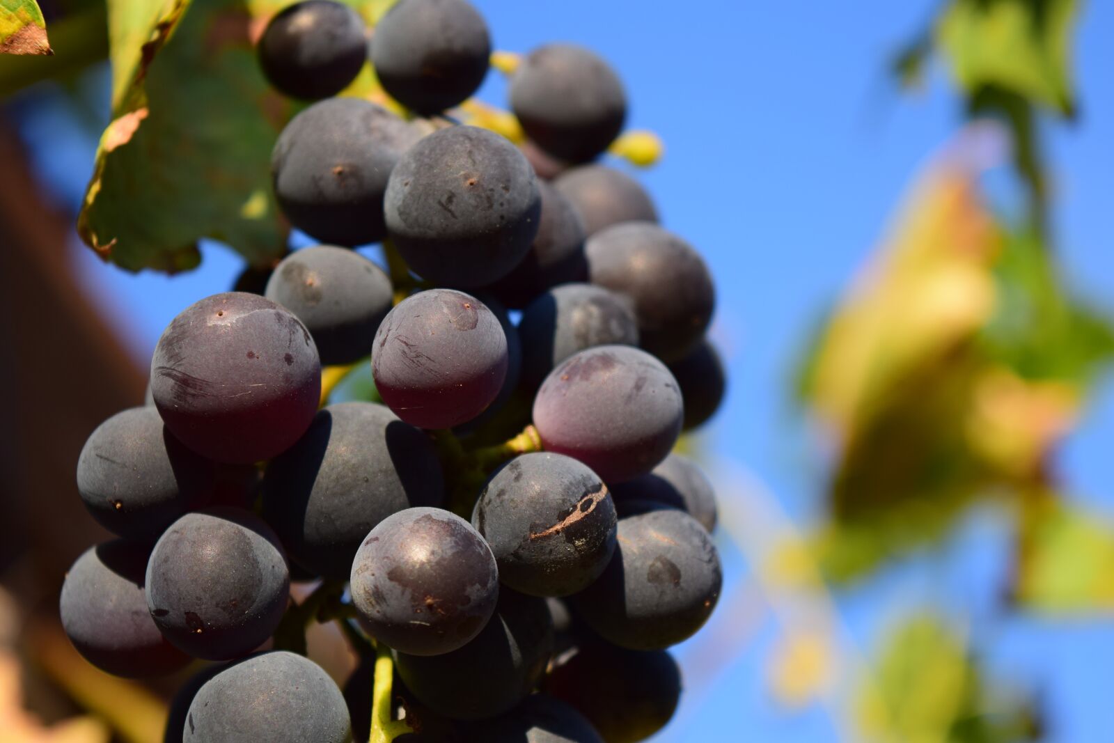 Nikon D3300 sample photo. Grapes, vine, grapevine photography