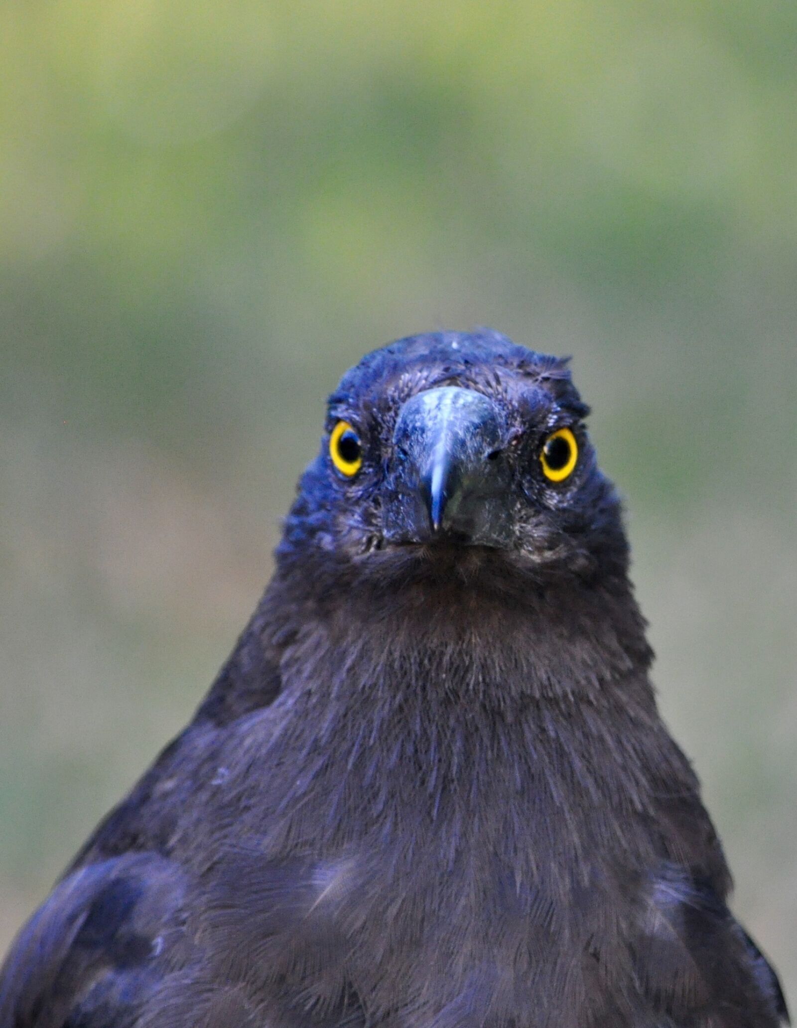 Nikon D5000 sample photo. Currawong, bird, australia photography