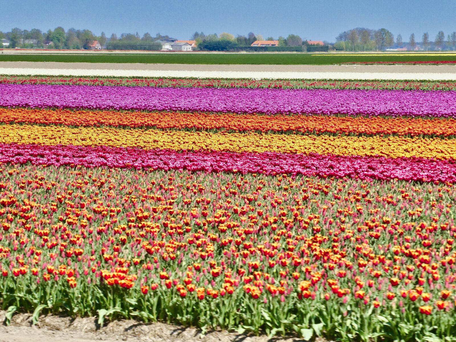 Panasonic Lumix DC-ZS70 (Lumix DC-TZ90) sample photo. Tulips, field, plantings photography