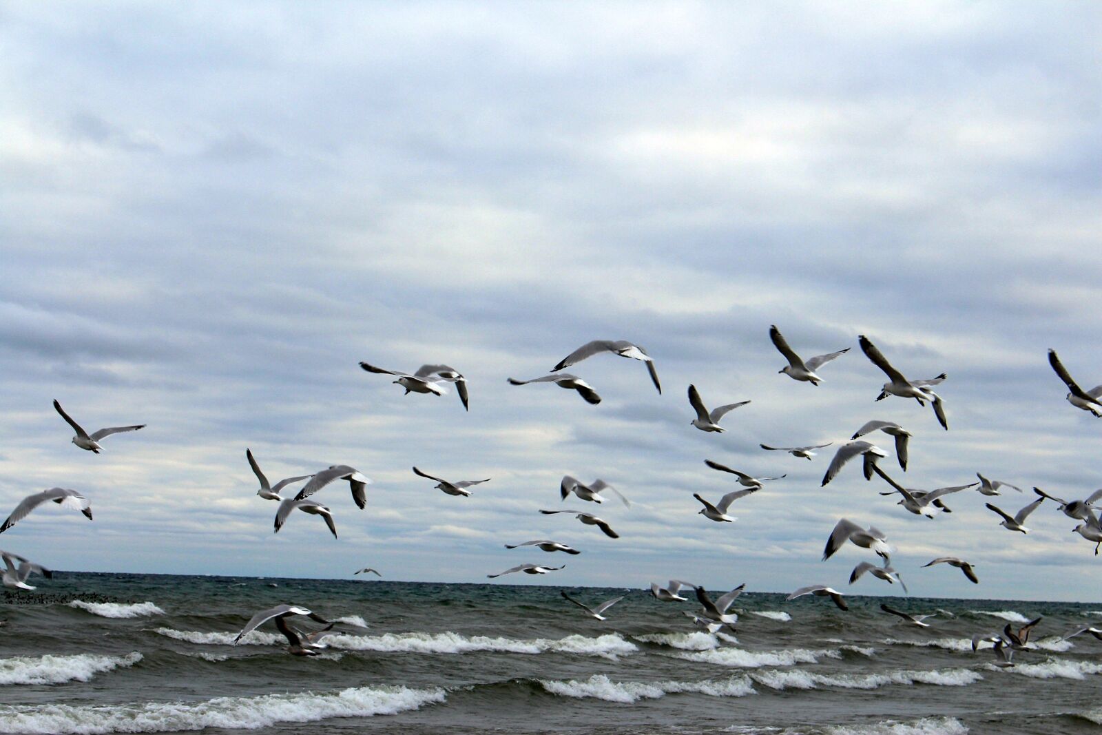 Canon EOS 700D (EOS Rebel T5i / EOS Kiss X7i) sample photo. Birds, the seagulls, sea photography