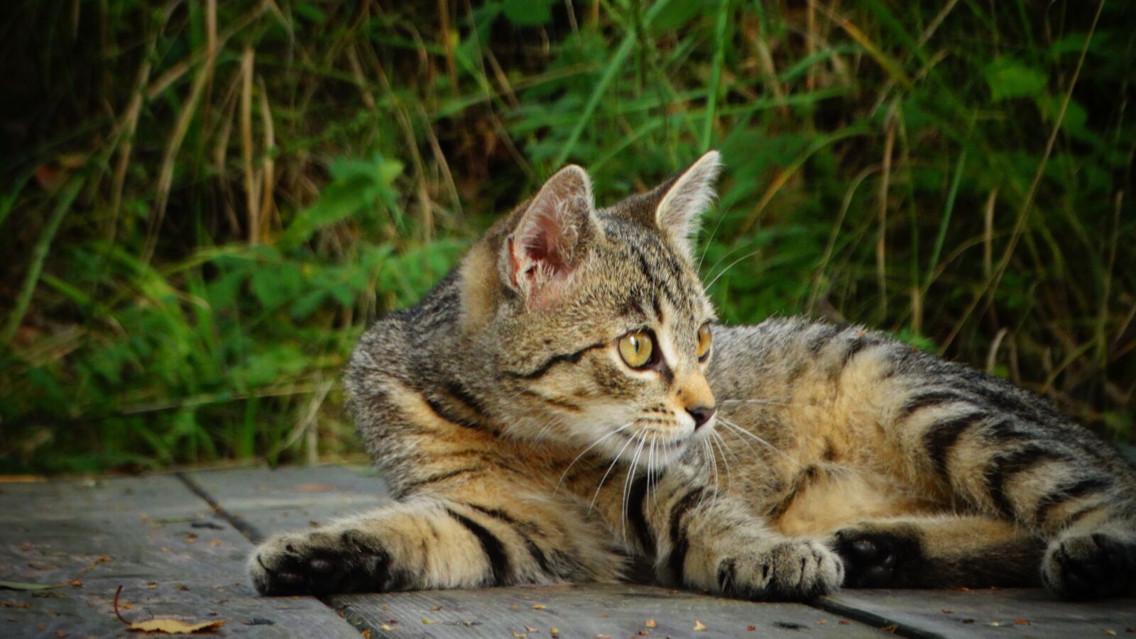 Sony Cyber-shot DSC-HX300 sample photo. Cat, kitten, animal photography