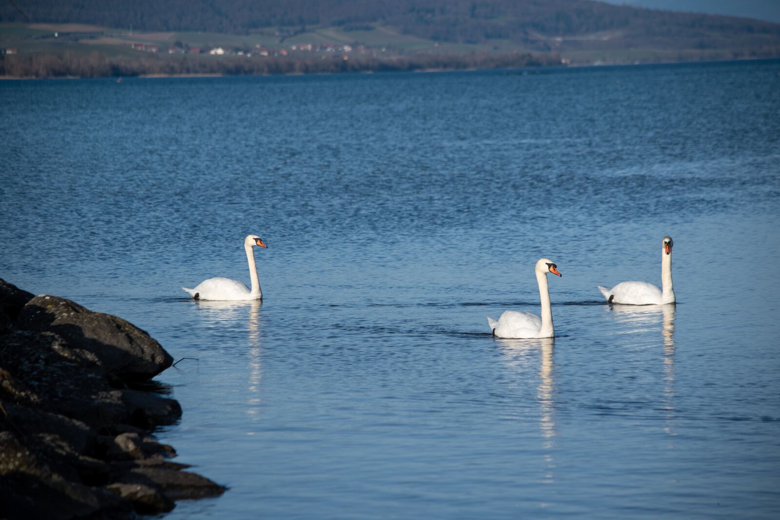 Nikon D5500 sample photo. Swans, white, lake photography