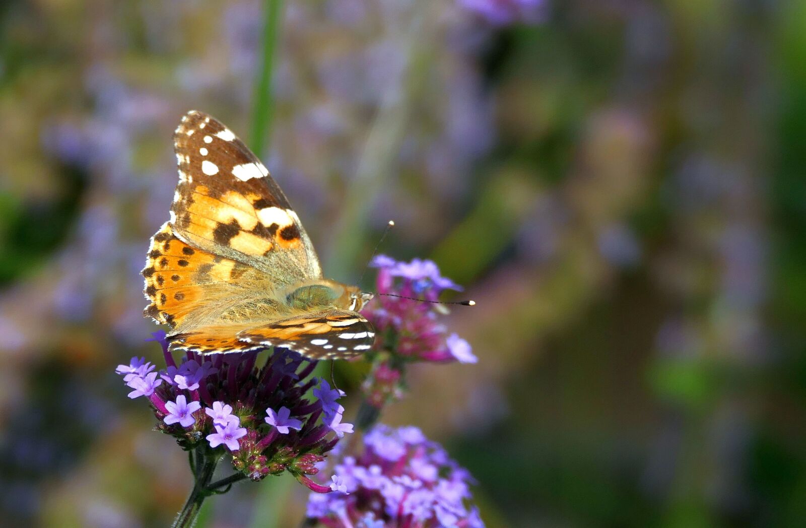Panasonic Lumix DMC-FZ1000 sample photo. Butterfly, insect, nature photography