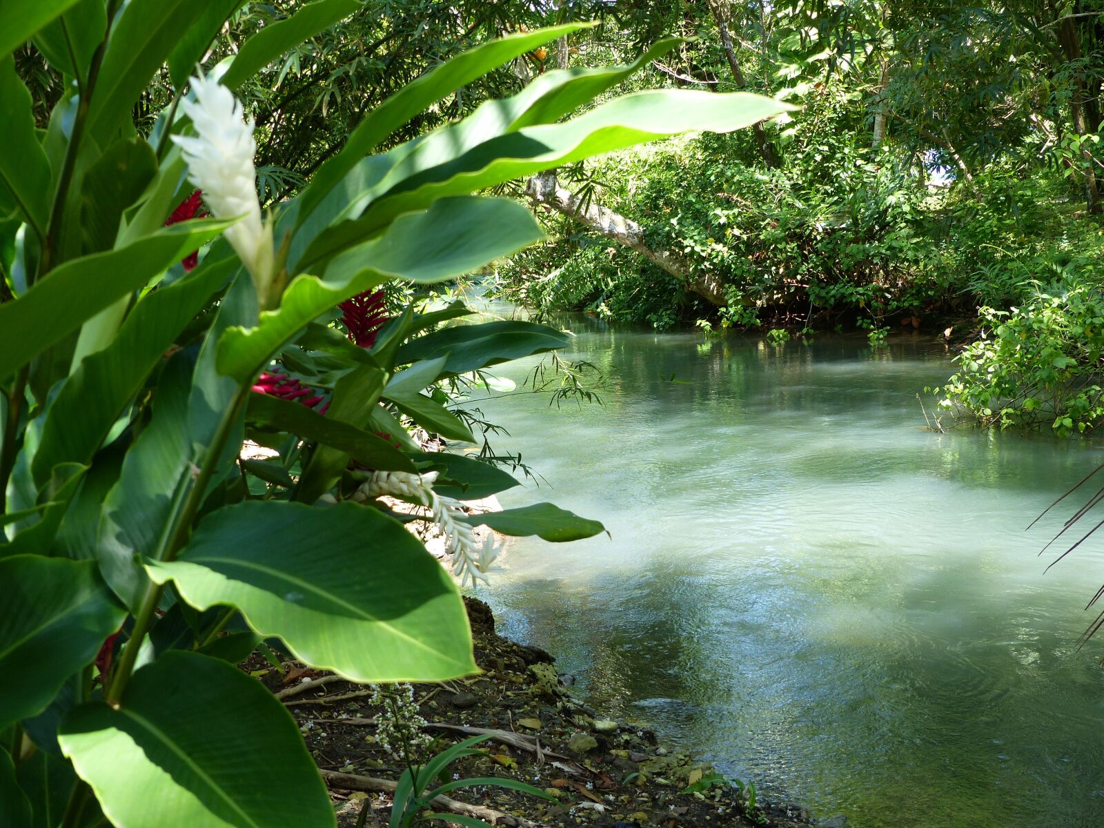 Panasonic Lumix DMC-FZ200 sample photo. River, jamaica, green photography