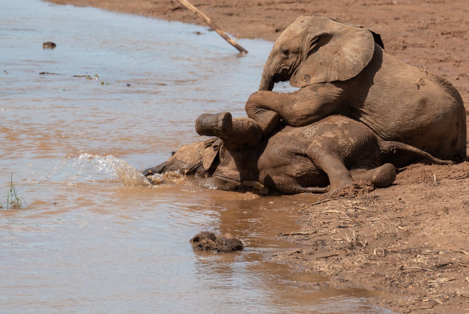 Nikon D750 sample photo. Africa, elephant, safari photography