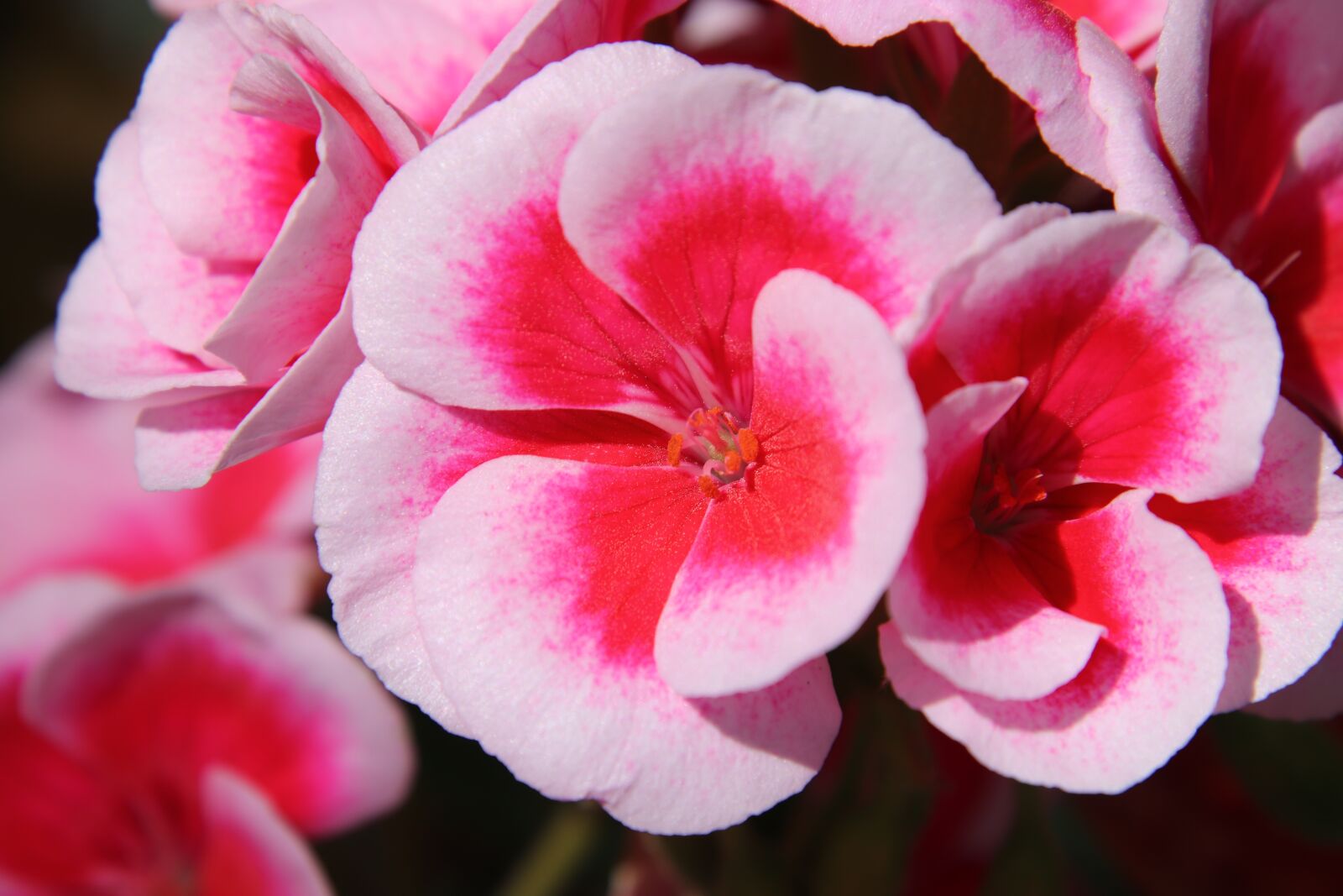Canon EOS 800D (EOS Rebel T7i / EOS Kiss X9i) sample photo. Flower petals, flower, flowers photography