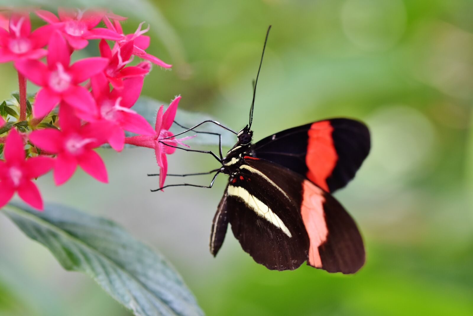 Nikon D7200 sample photo. Butterfly, tropical butterfly, exotic photography