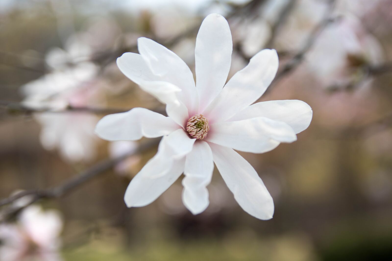 Canon EOS 80D sample photo. Spring, flowers, macro photography