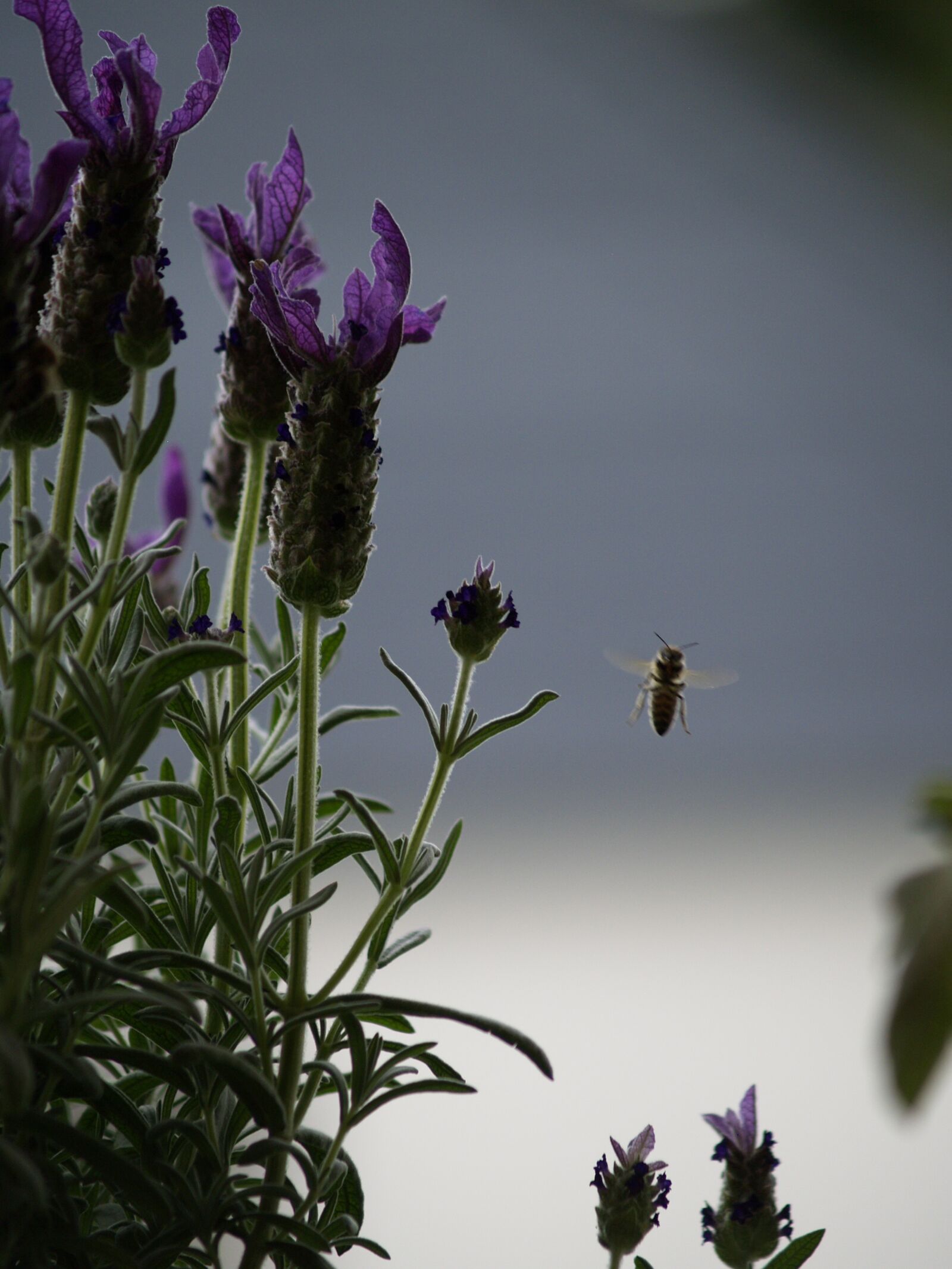 Olympus E-500 (EVOLT E-500) sample photo. Bee, in flight, lavender photography