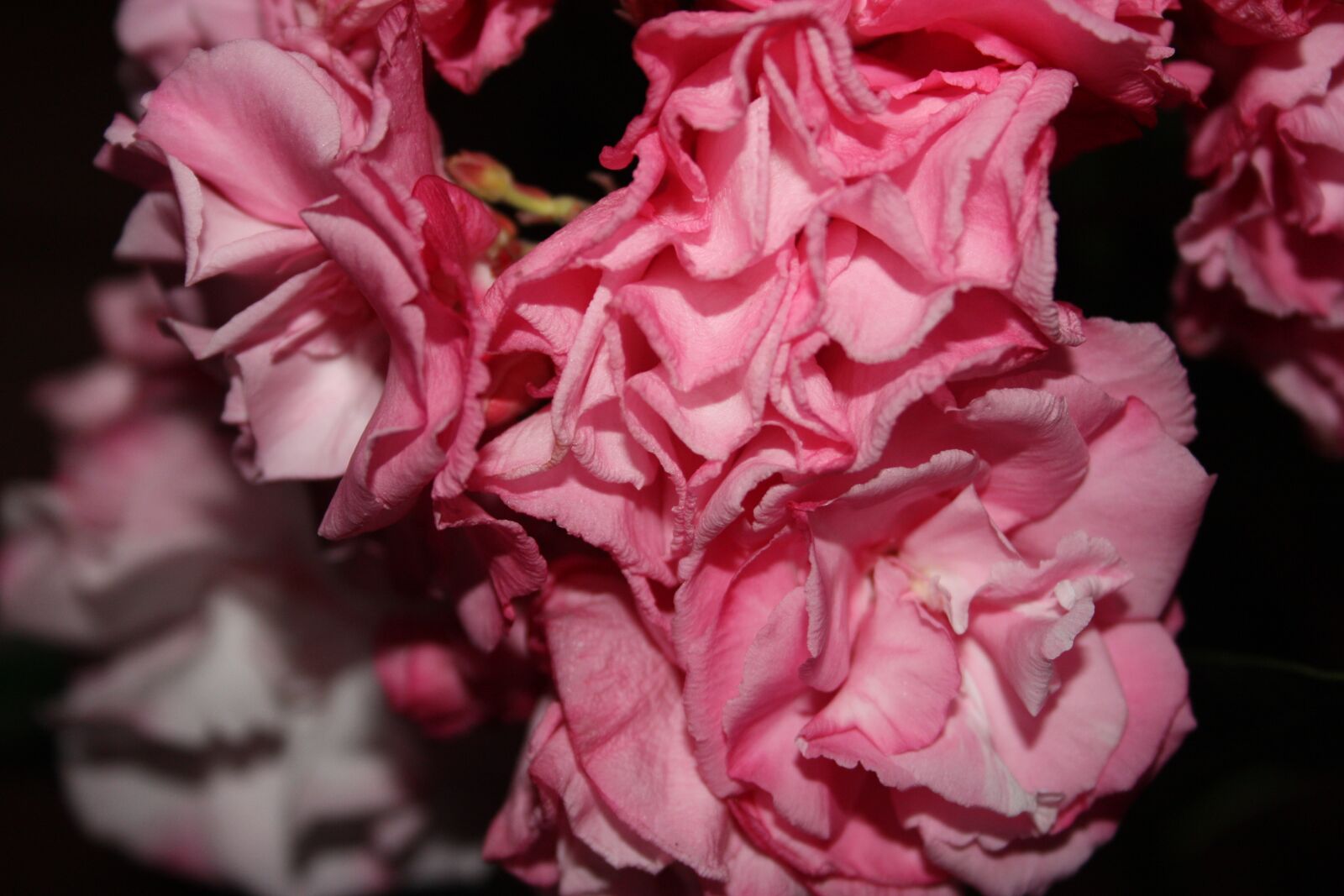 Canon EOS 450D (EOS Rebel XSi / EOS Kiss X2) sample photo. Flower, rosa, rough photography