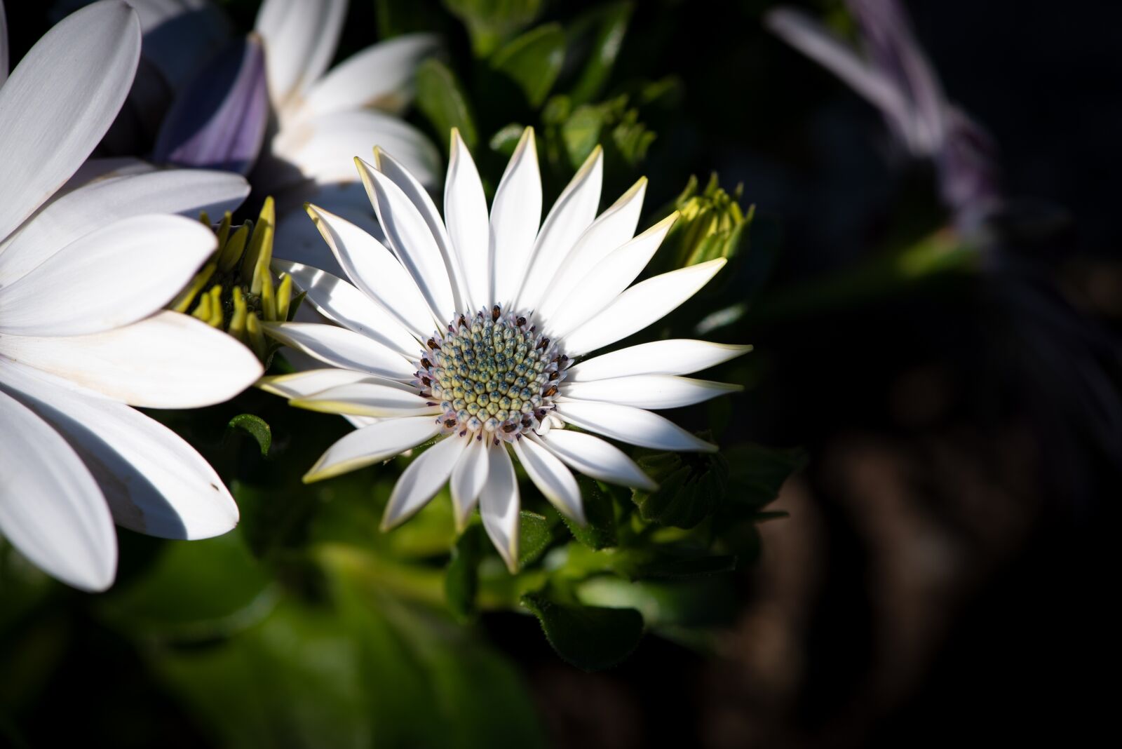 Nikon D750 sample photo. Cape daisy, flower, blossom photography