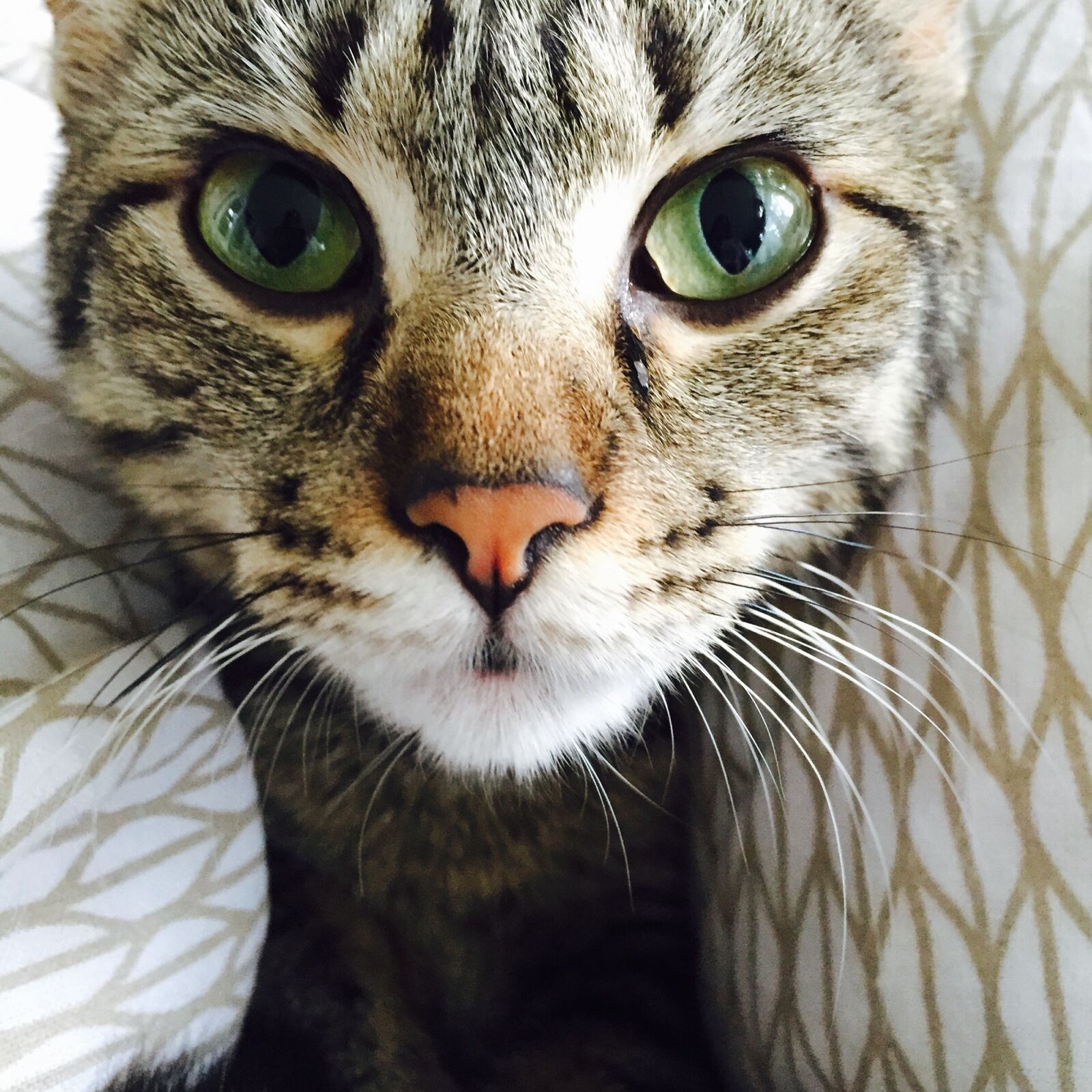 Apple iPhone 6 sample photo. Kitten, ivy loudomergu, littlest photography