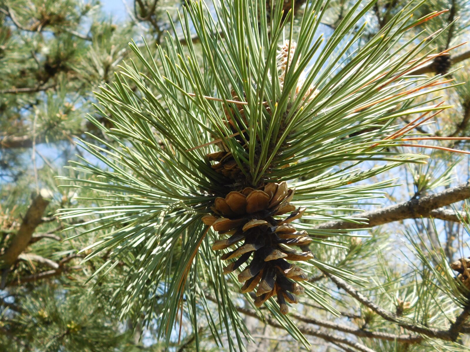 Nikon Coolpix L840 sample photo. Nature, pine trees, trees photography