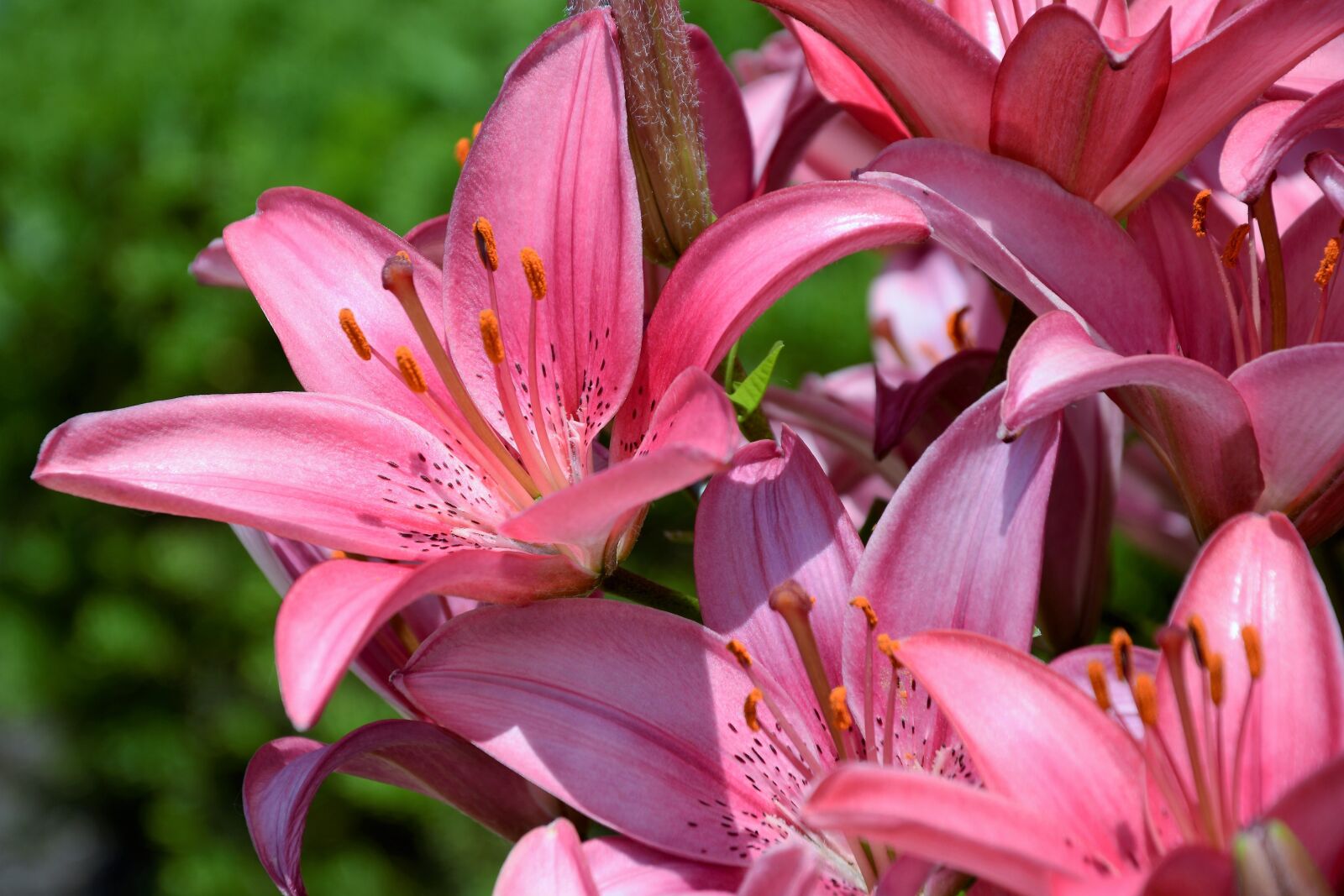 Nikon D7100 sample photo. Lily, lily flower, flower photography