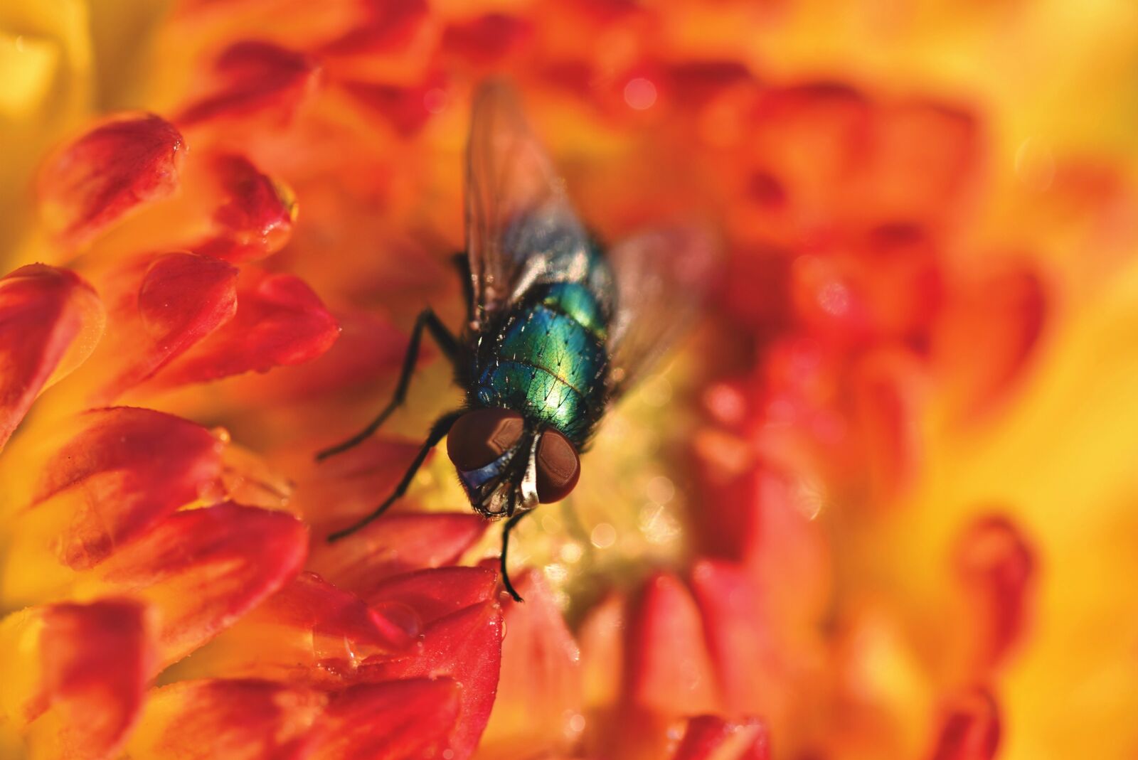 Nikon D7200 sample photo. Fly, insect, wing photography