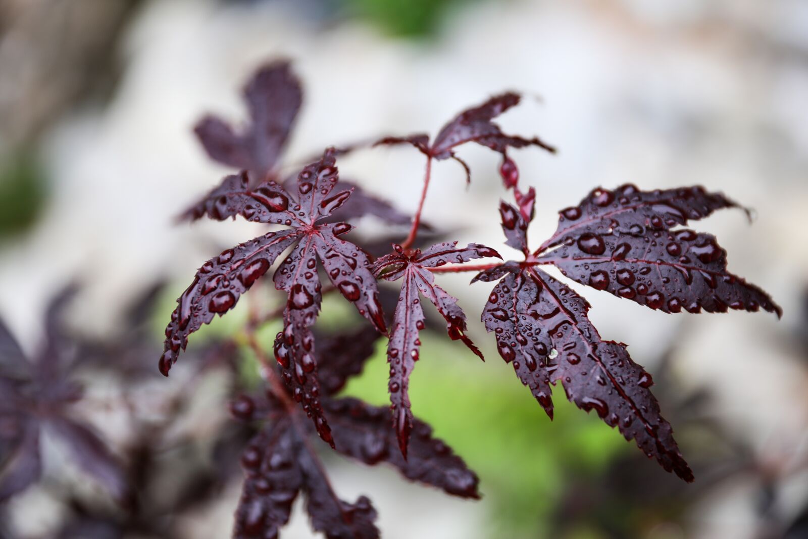 Canon EOS 5D Mark IV sample photo. Maple leaf, japan maple photography