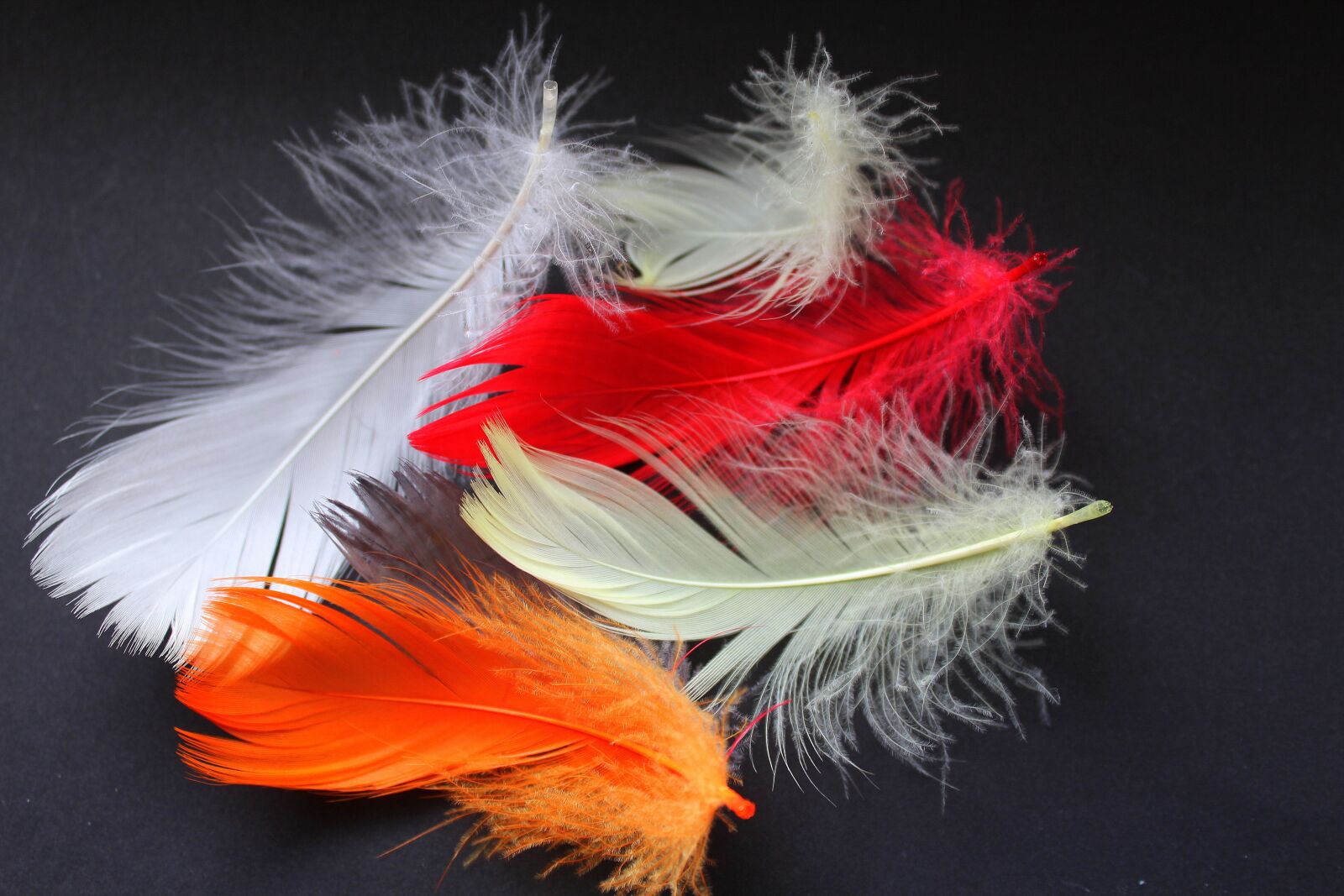 Canon EOS 1200D (EOS Rebel T5 / EOS Kiss X70 / EOS Hi) sample photo. Pen, feathers, light photography