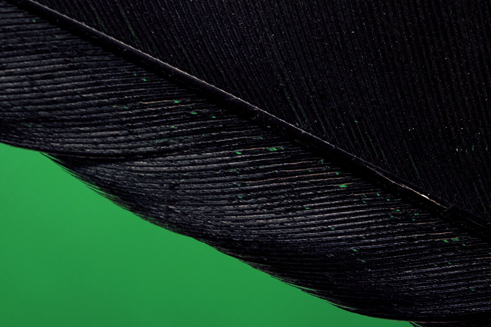 Canon EOS 750D (EOS Rebel T6i / EOS Kiss X8i) sample photo. Feather, bird, avian photography