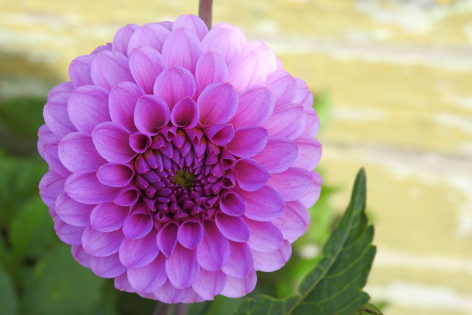 Nikon Coolpix P900 sample photo. Dahlia, dahlia garden, blossom photography