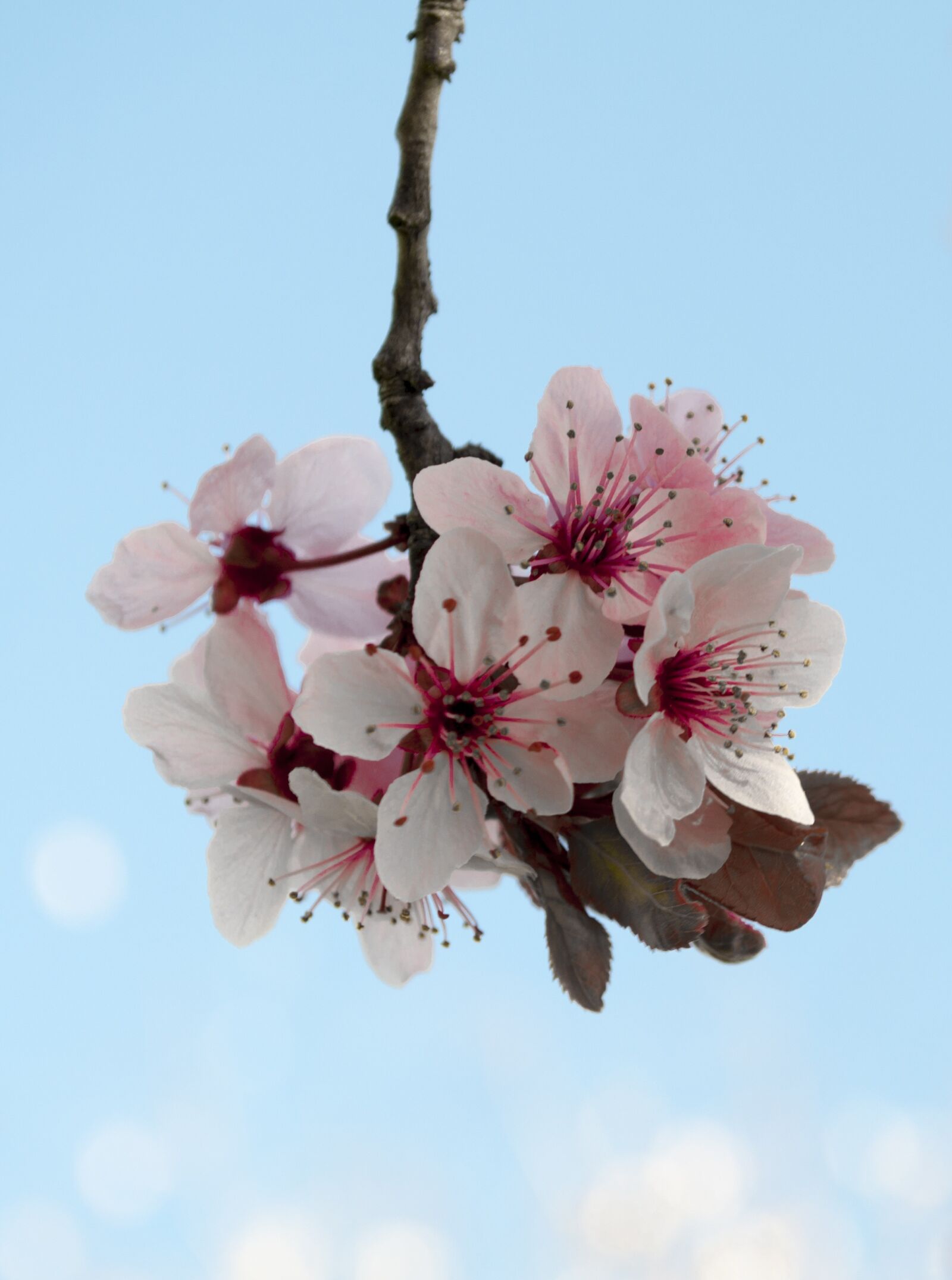 Nikon D90 sample photo. Flower, cherry, branch photography