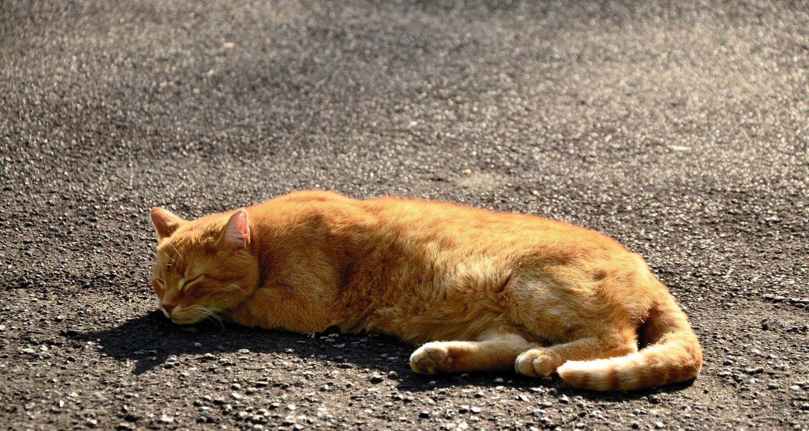 Nikon D5100 sample photo. Cat, sleep, pet photography