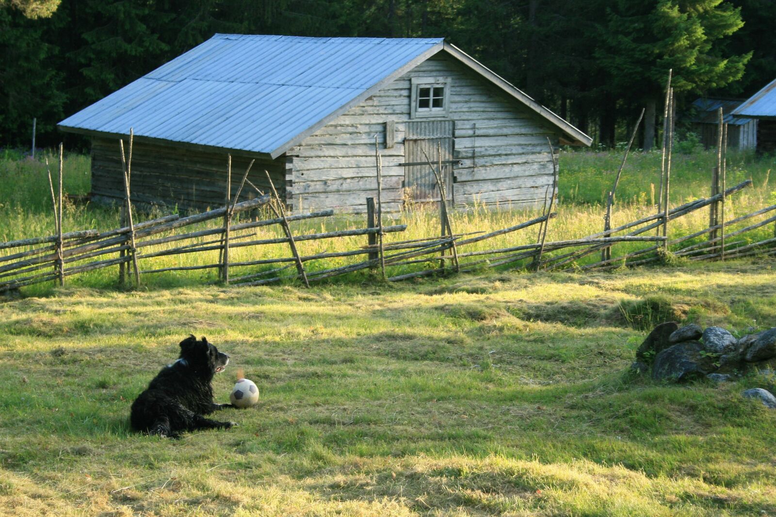 Canon EOS 30D sample photo. Dog, sunset, summer photography