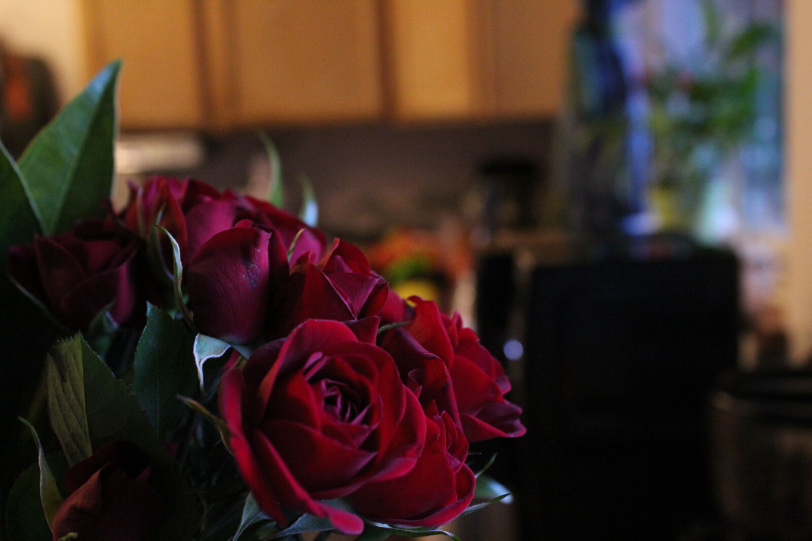 Canon EOS 1200D (EOS Rebel T5 / EOS Kiss X70 / EOS Hi) sample photo. Red, roses photography