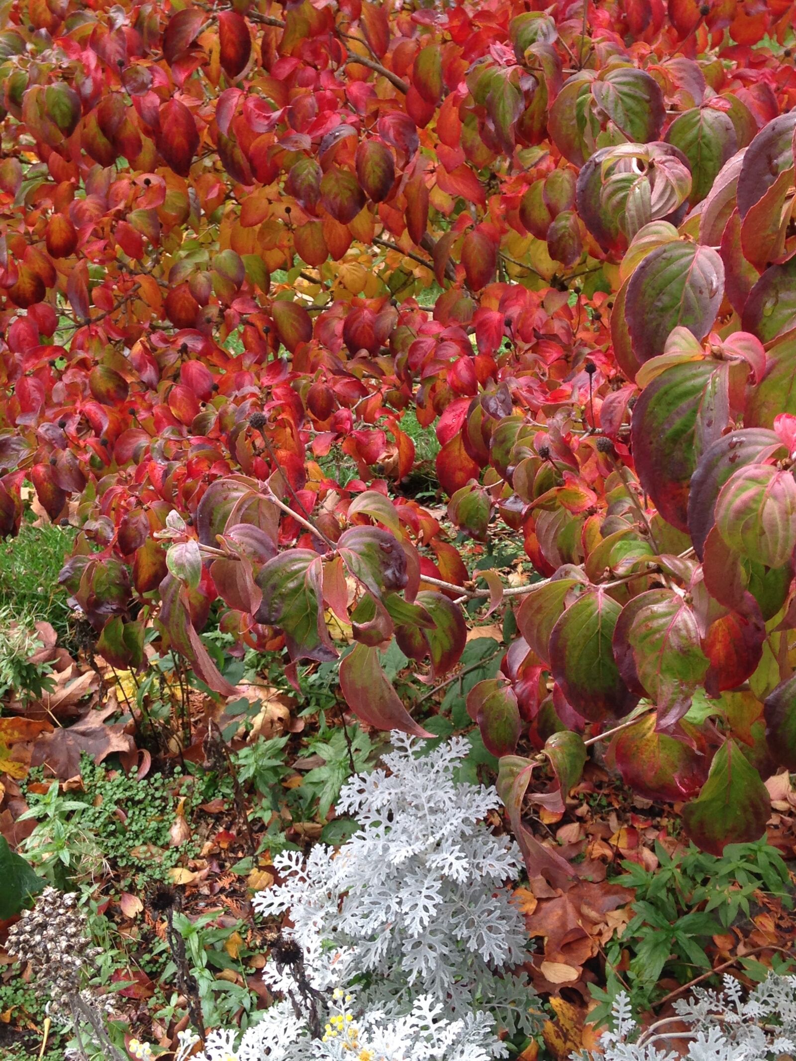 iPhone 5c back camera 4.12mm f/2.4 sample photo. Fall, autumn, leaves photography