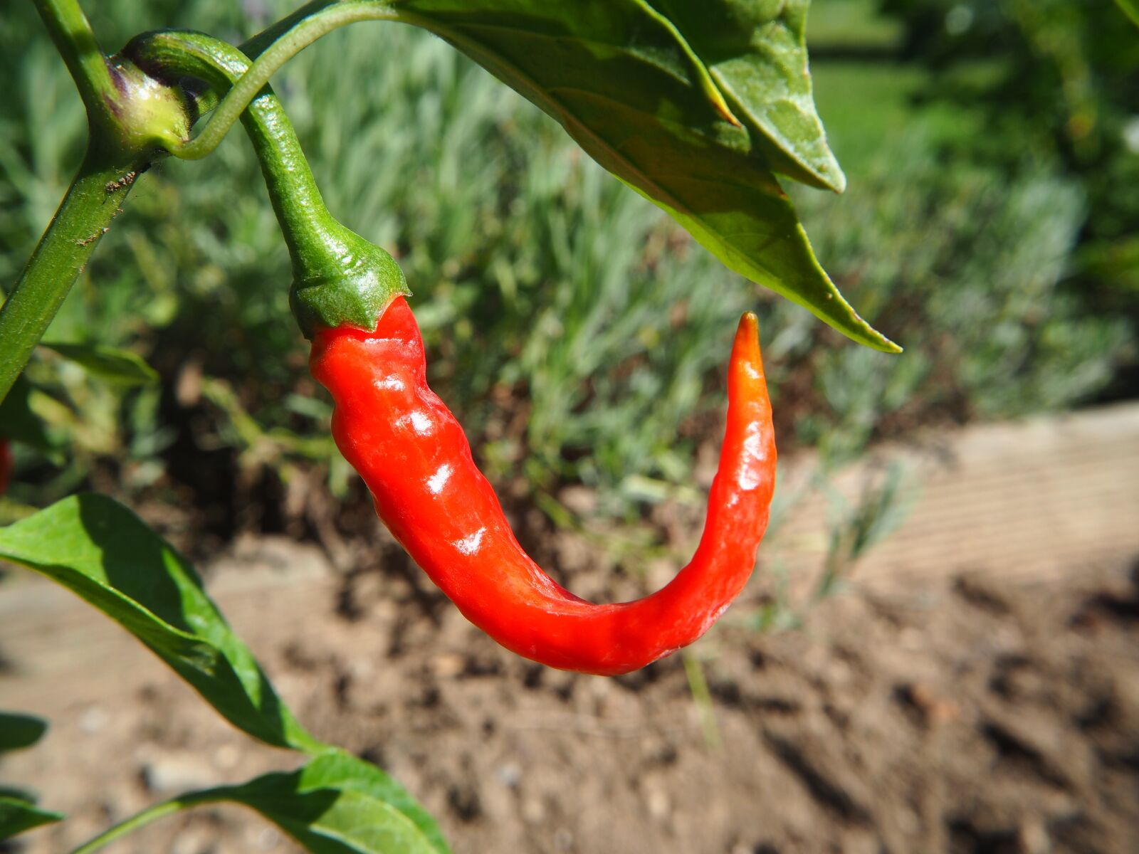 Olympus OM-D E-M10 sample photo. Chili, pepper, sharp photography