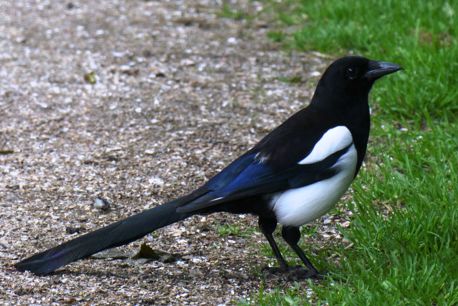 Panasonic Lumix DC-ZS70 (Lumix DC-TZ90) sample photo. Magpie, bird, beak photography
