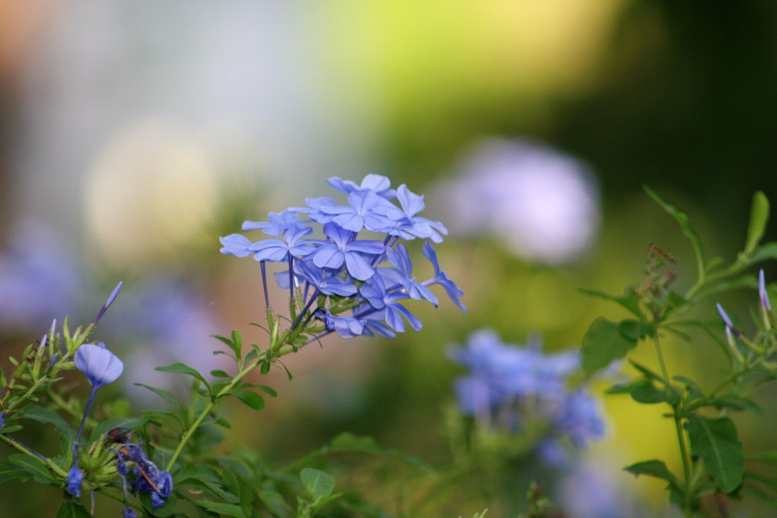 Canon EOS 20D sample photo. Blue, flowers, flower photography