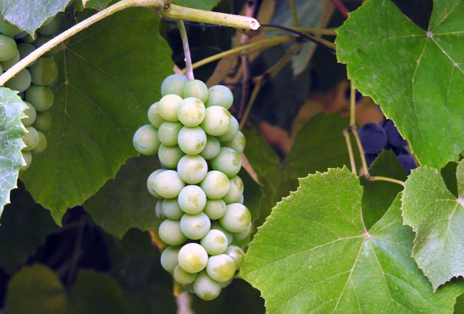 Nikon Coolpix P900 sample photo. Bunch of grapes, fruit photography
