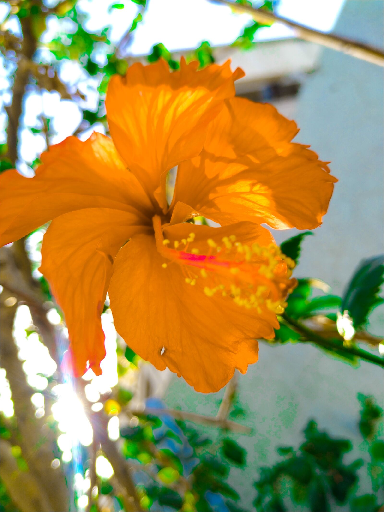 Xiaomi Mi A2 sample photo. Yellow, flowers, mobile photography