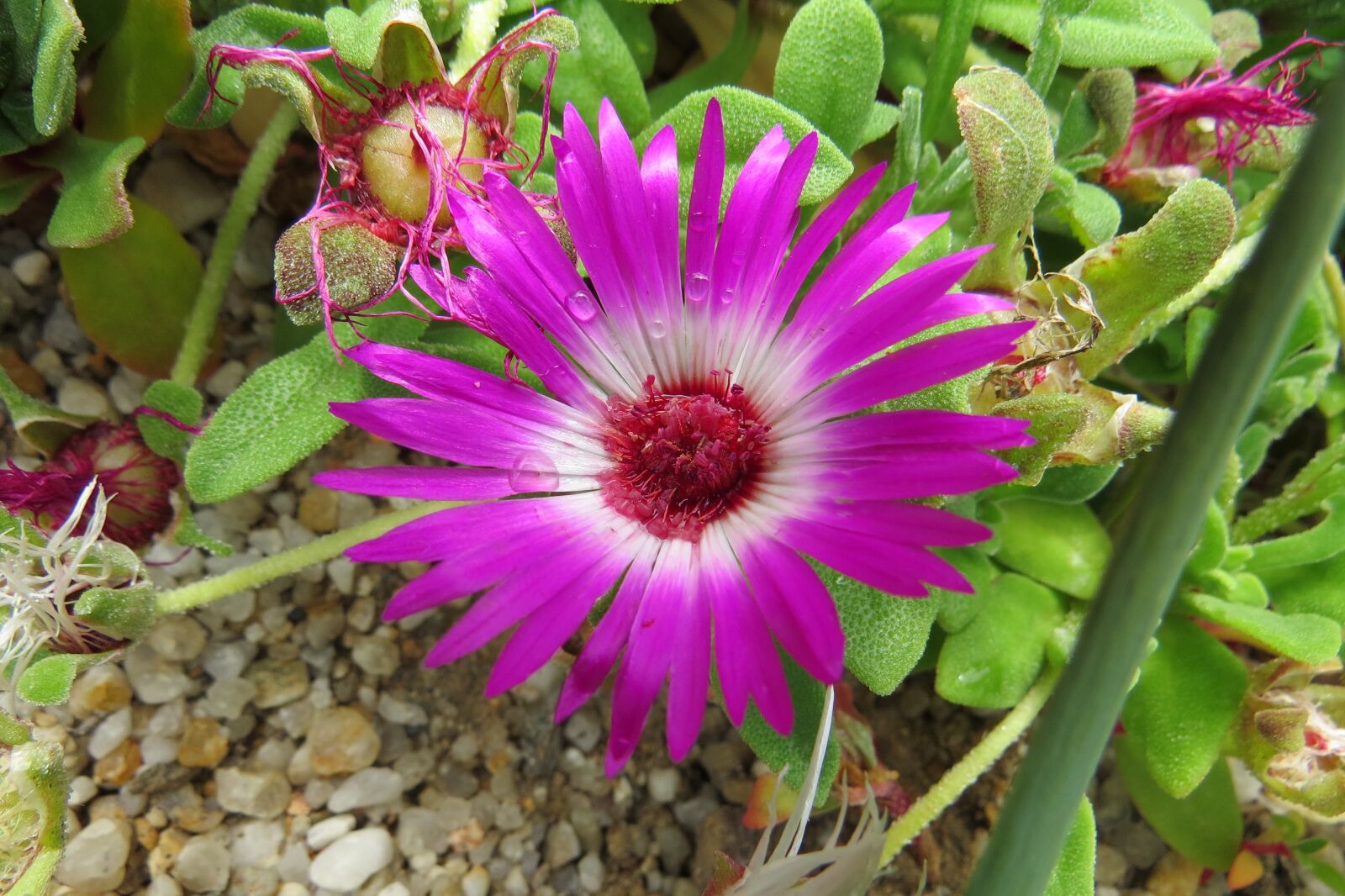 Canon PowerShot SX50 HS sample photo. Flower, plant, nature photography