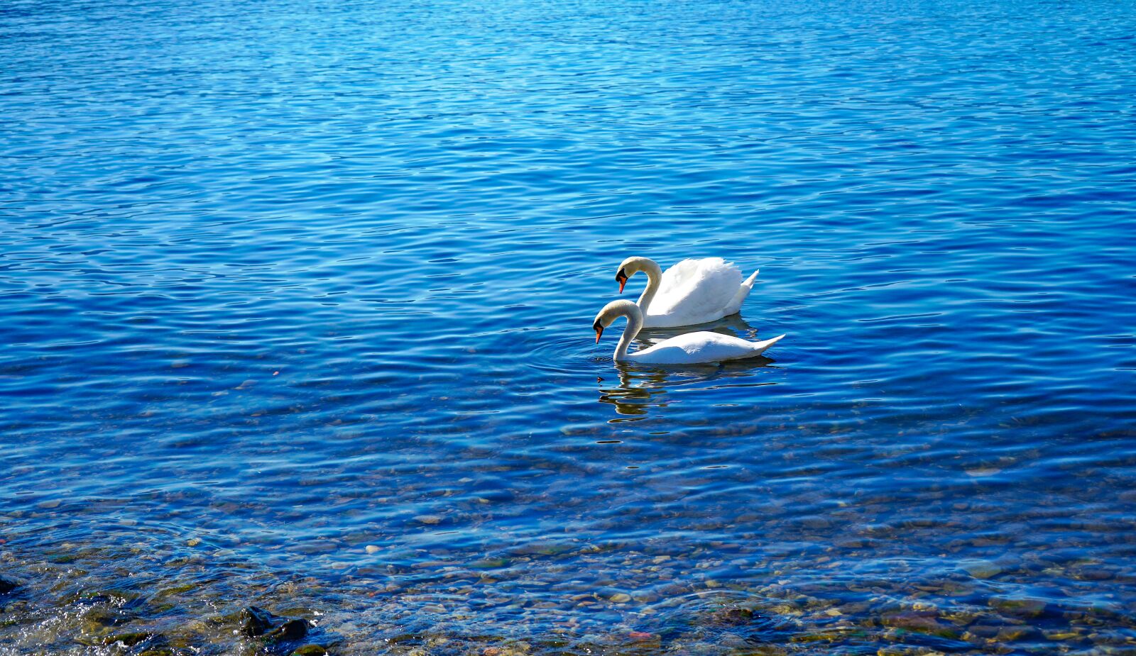 Sony a7 III + Sony FE 28-70mm F3.5-5.6 OSS sample photo. Swans, lake, couple photography