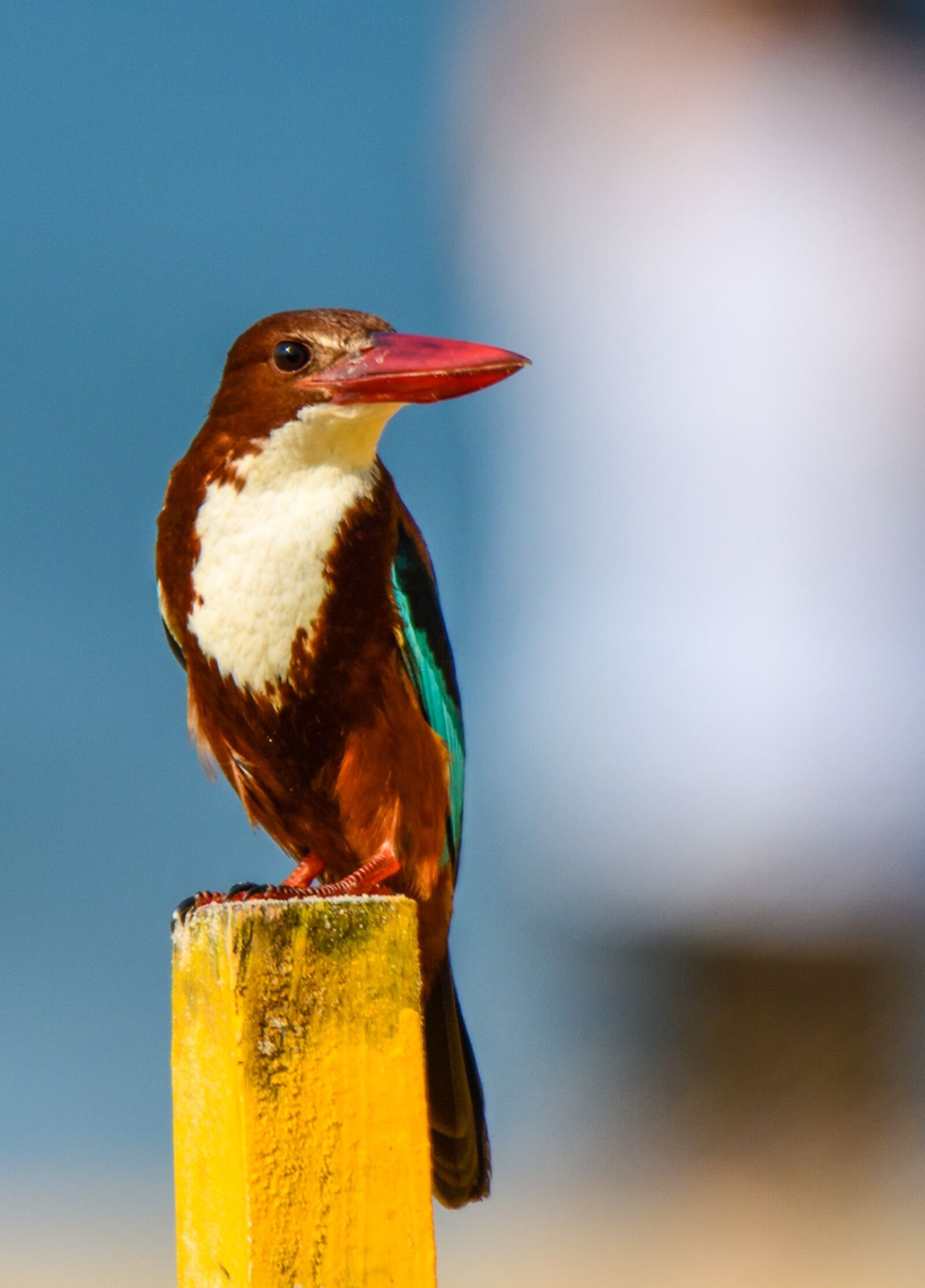 Nikon D850 sample photo. Nature, bird, wildlife photography