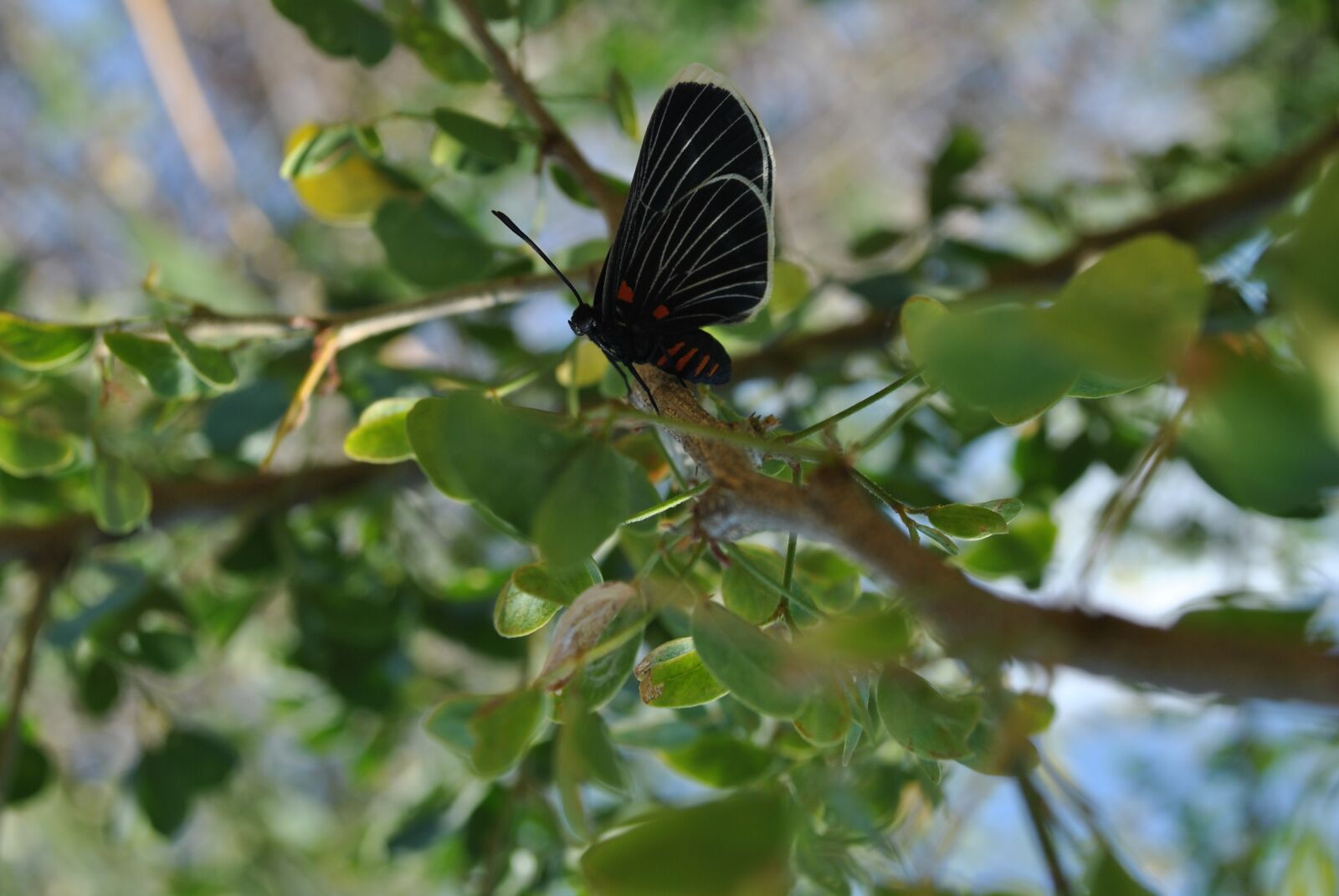 Nikon D3000 sample photo. Butterfly, fauna, nature photography