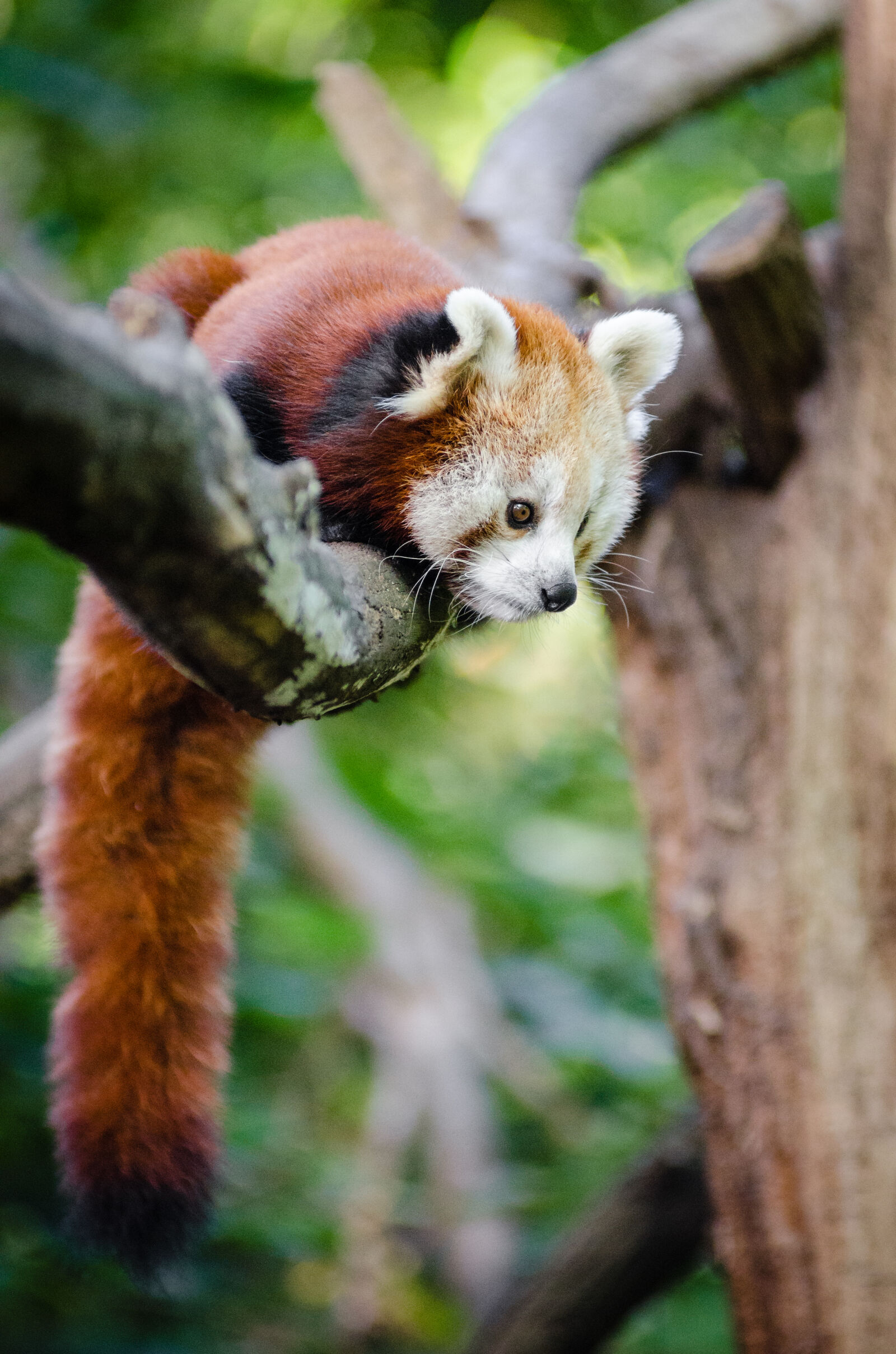 AF Zoom-Nikkor 80-200mm f/2.8 ED sample photo