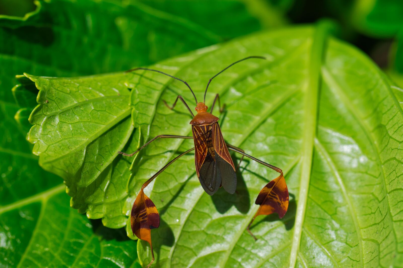 Nikon D3200 sample photo. Insect, fauna, nature photography