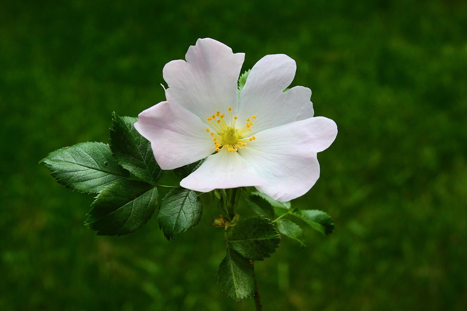 Nikon Coolpix P900 sample photo. Flower wild rose, nature photography