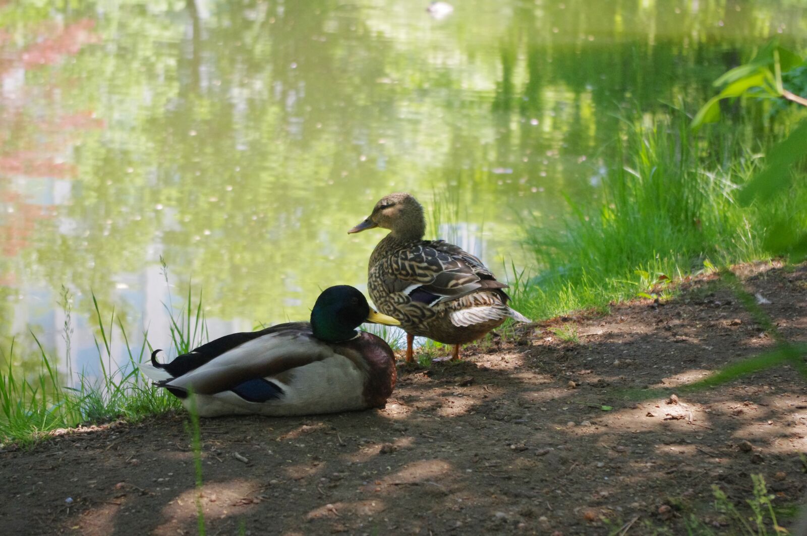 Pentax K-r sample photo. Duck, bird, pond photography