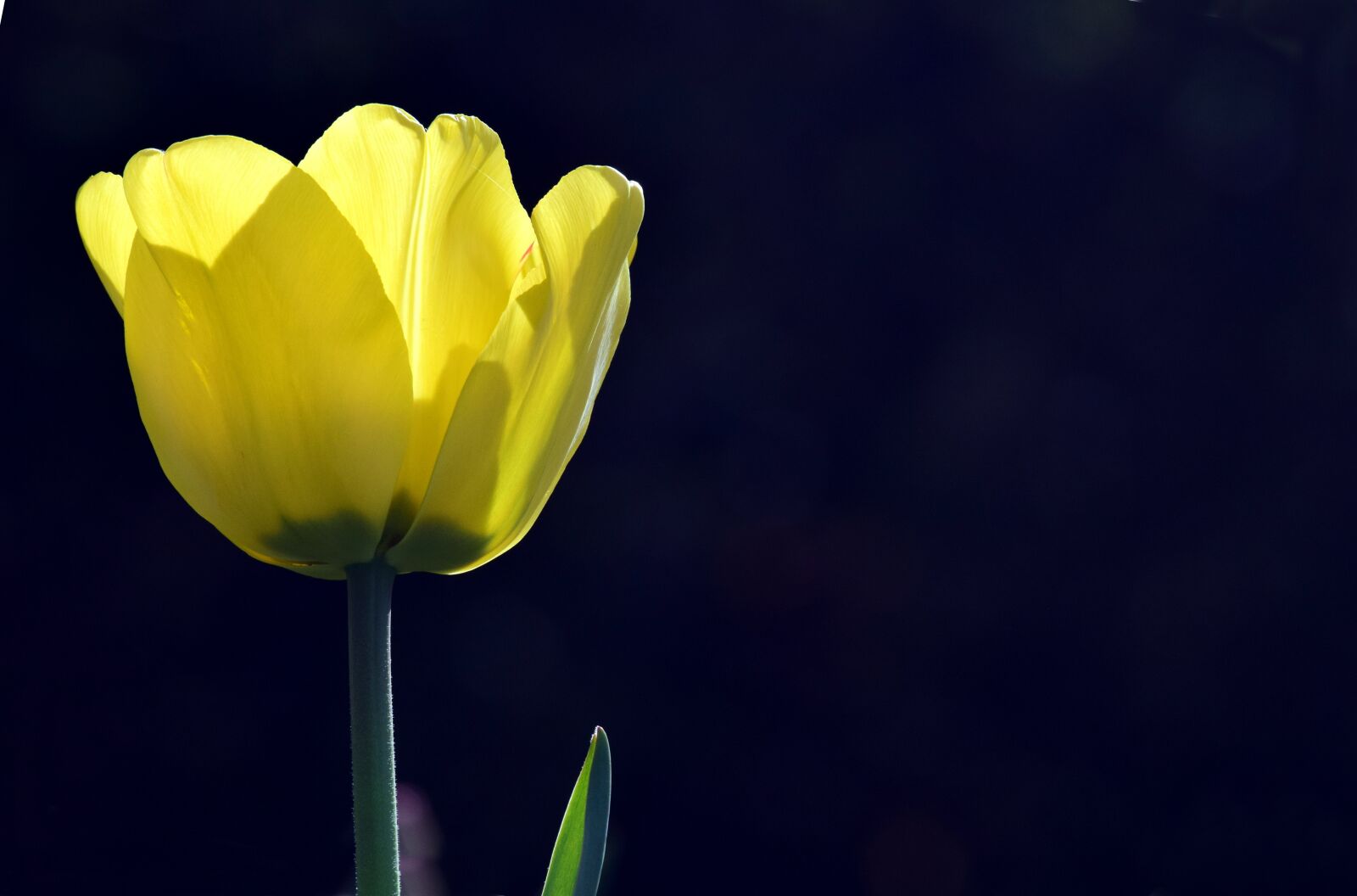 Nikon D3300 sample photo. Bright, backlighting, yellow photography