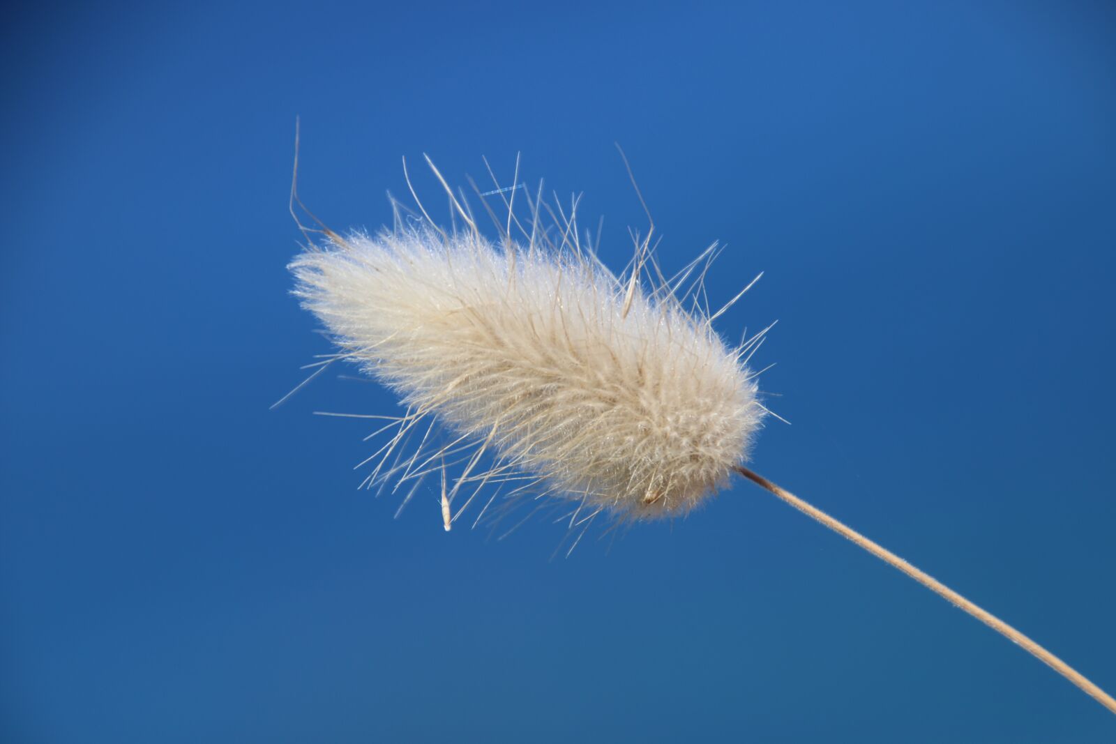 Canon EOS 70D sample photo. Grass, sky, nature photography