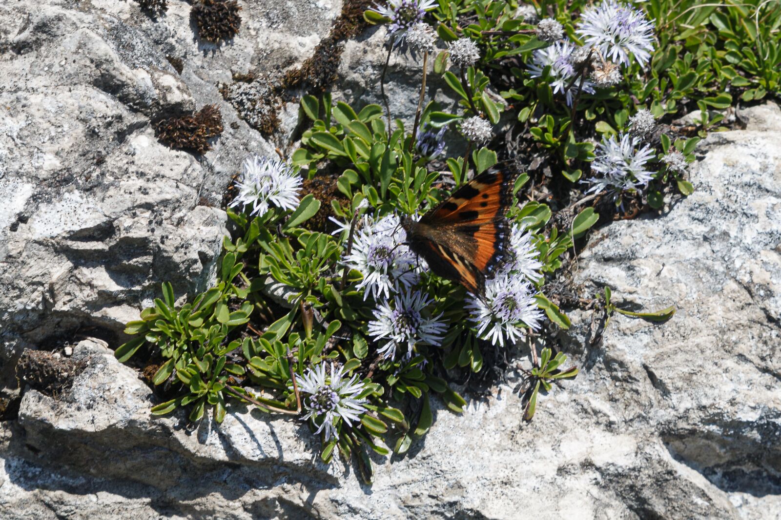Canon EOS 70D sample photo. Butterfly, meadow, rock photography