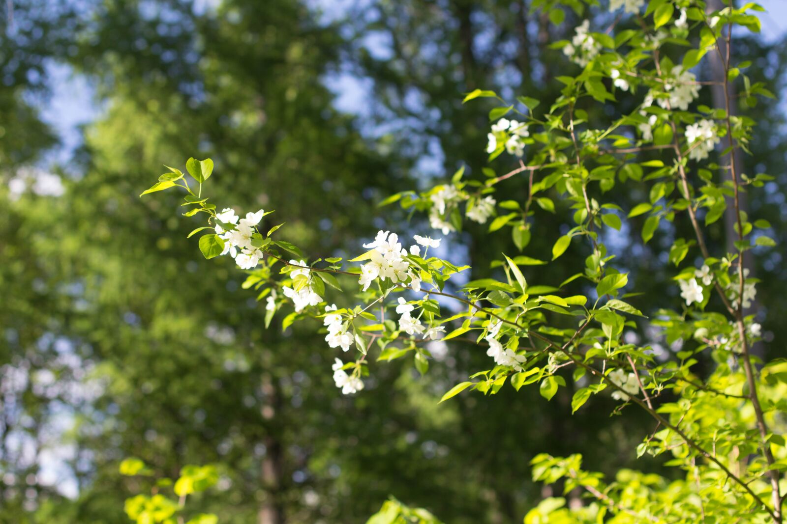 Canon EOS 60D + Canon EF 50mm F1.4 USM sample photo. Spring, apple tree, bloom photography