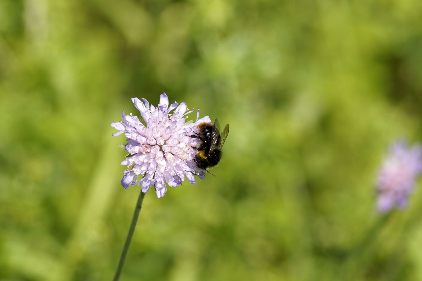 Sony SLT-A58 sample photo. Hummel, flower, insect photography