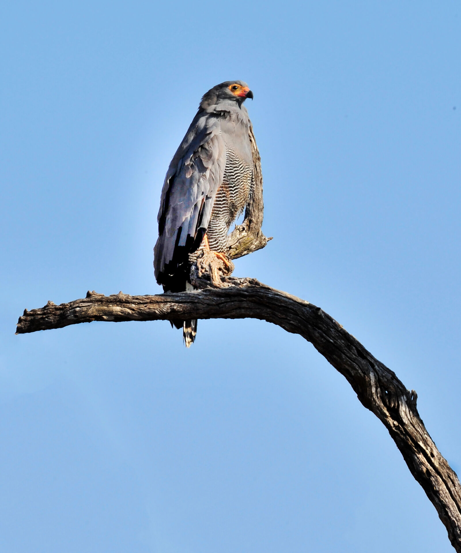 Nikon D3S sample photo. Bird, eagle, south, africa photography